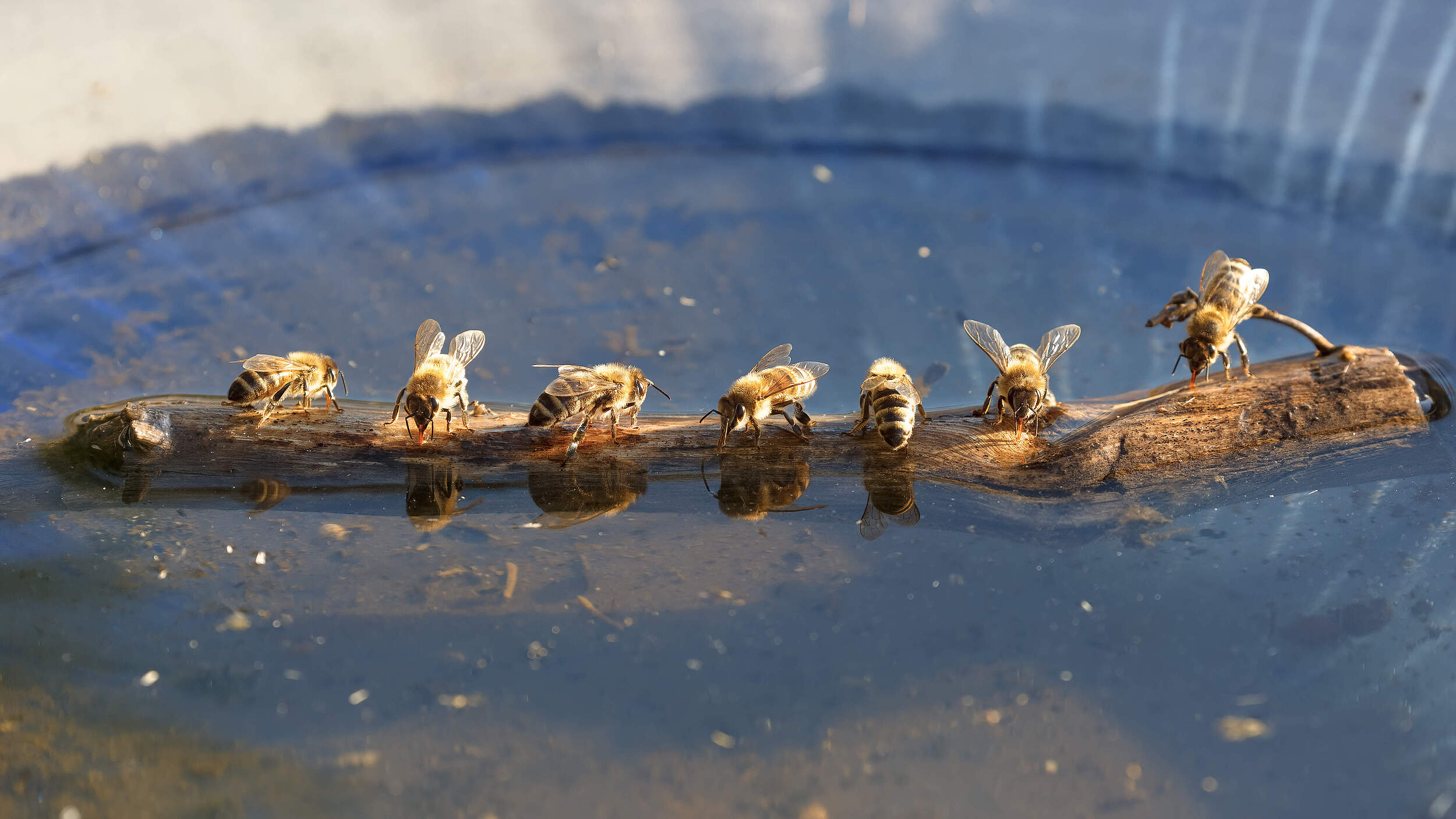 Bienen trinken gemeinsam 