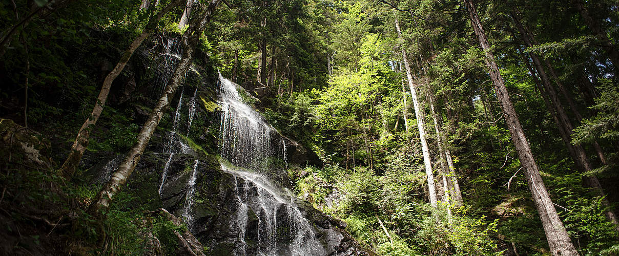 Schwarzwald © Claudia Nir / WWF