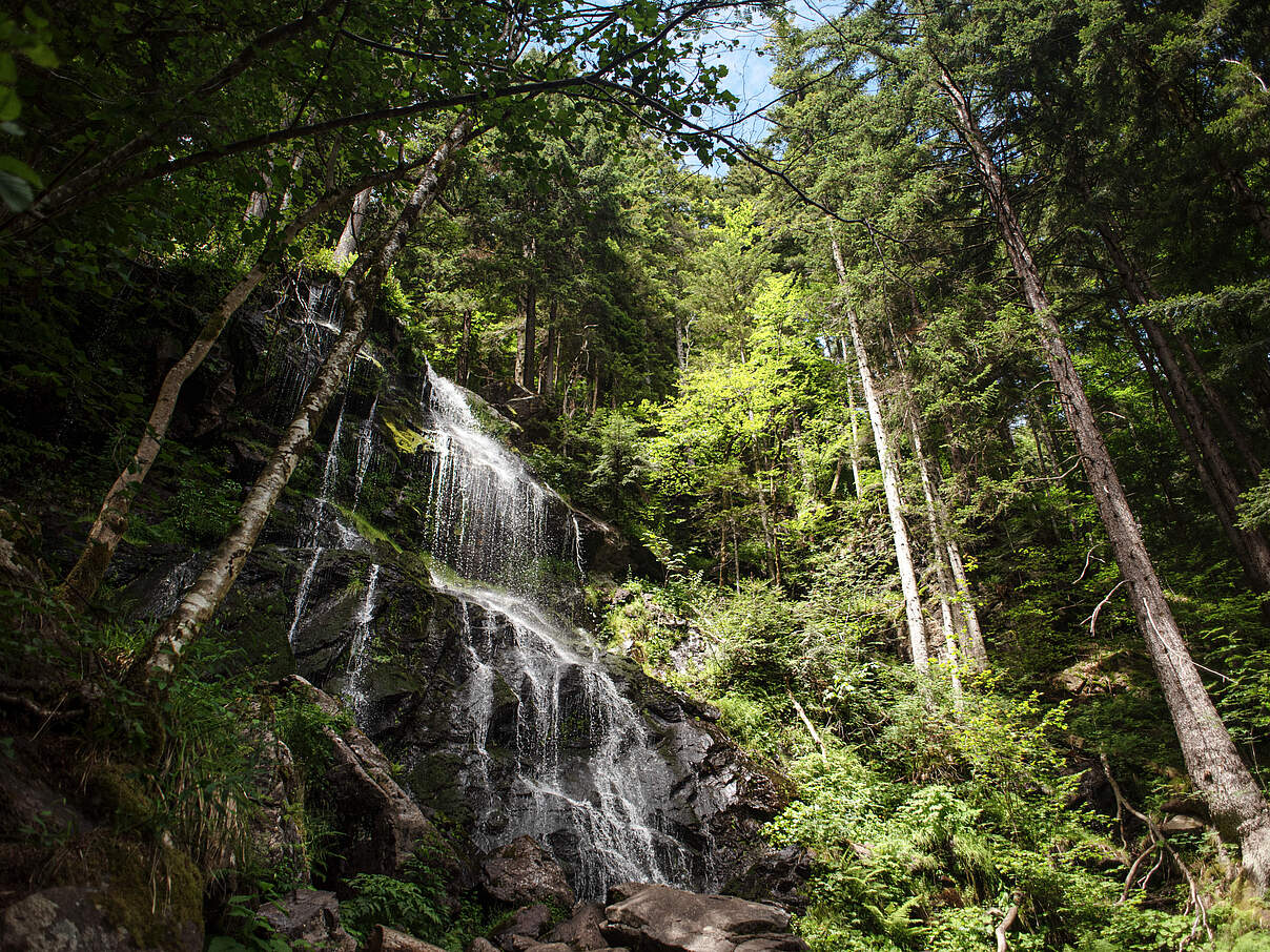 Schwarzwald © Claudia Nir / WWF