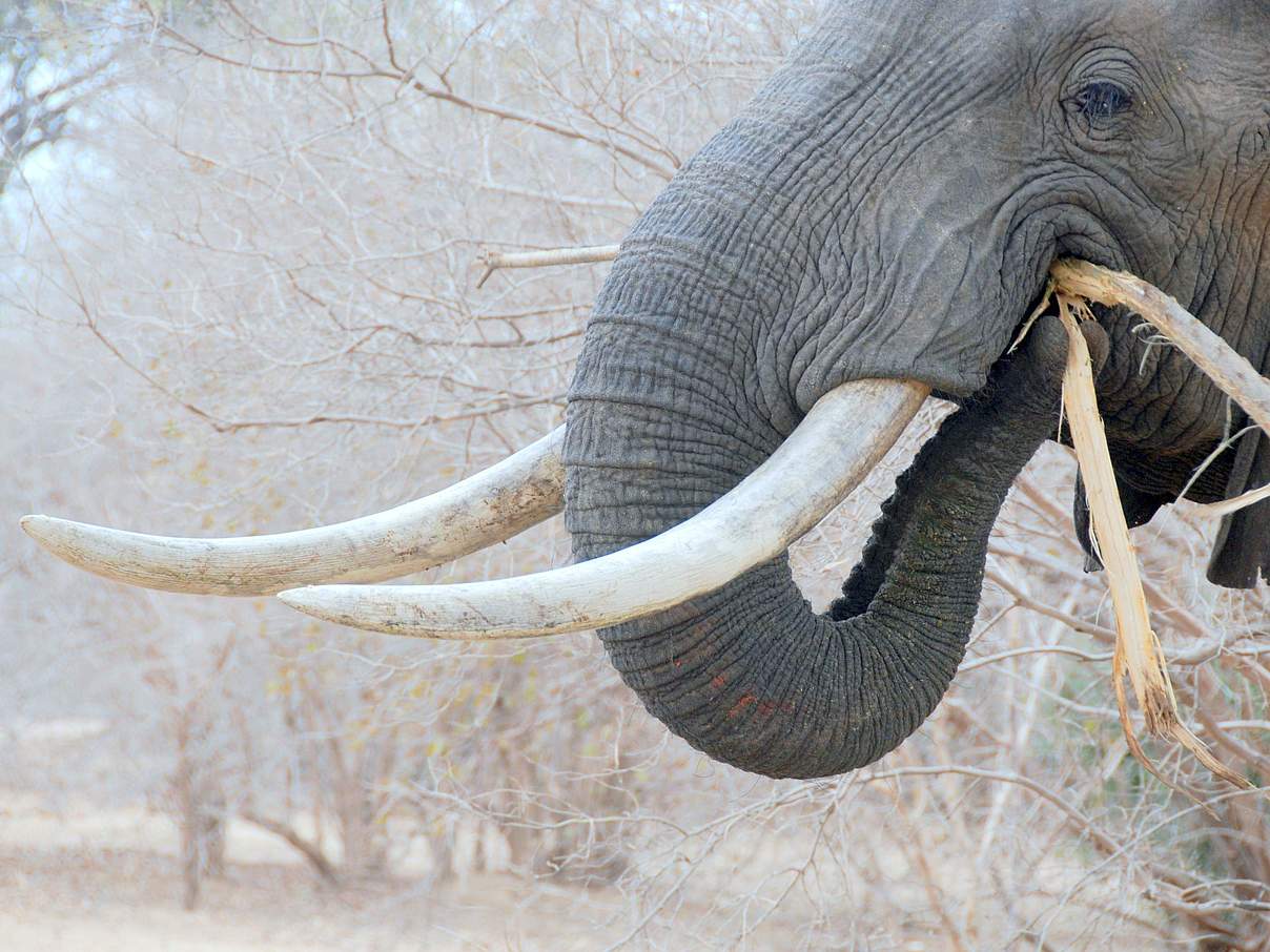 Afrikanischer Elefant © Paul Zasky