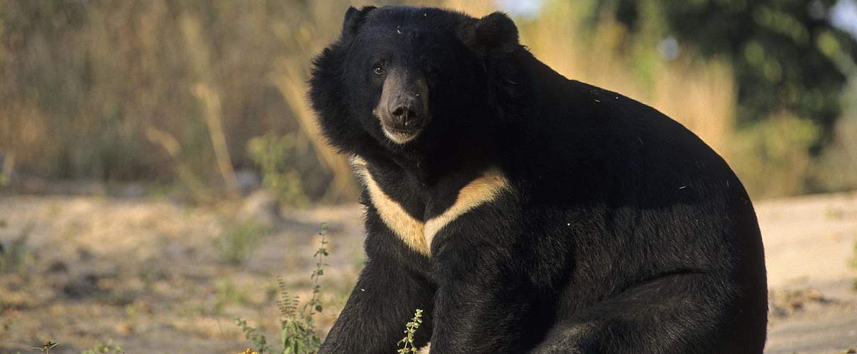 Asiatischer Schwarzbär (Kragenbär) © IMAGO / imagebroker