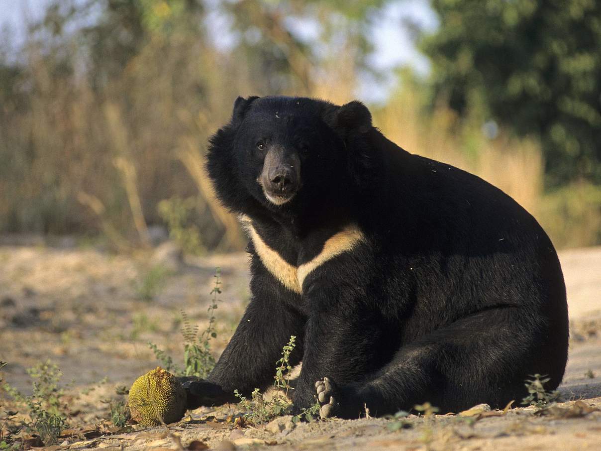 Asiatischer Schwarzbär (Kragenbär) © IMAGO / imagebroker