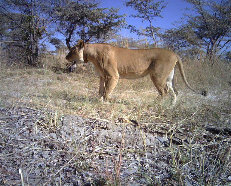 Löwen-Kamerafallenbilder aus dem Mudumu Nationalpark, Region Sambesi, Nordosten Namibia © Kwando Carnivore Project