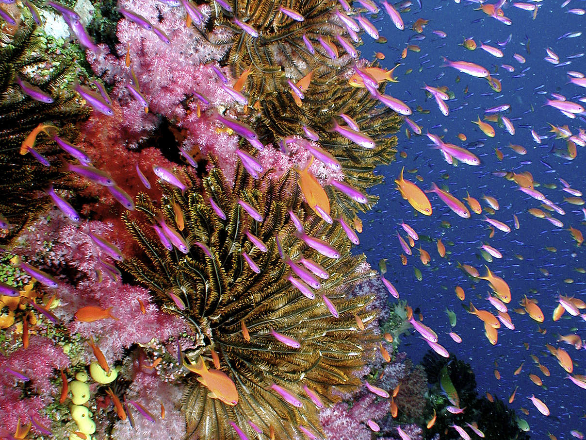 Korallenriff auf den Fidschi-Inseln © Cat Holloway / WWF