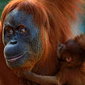 Orang Utan mit Nachwuchs © naturepl.com / Anup Shah / WWF