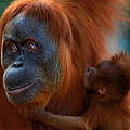 Orang Utan mit Nachwuchs © naturepl.com / Anup Shah / WWF