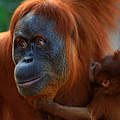 Orang Utan mit Nachwuchs © naturepl.com / Anup Shah / WWF