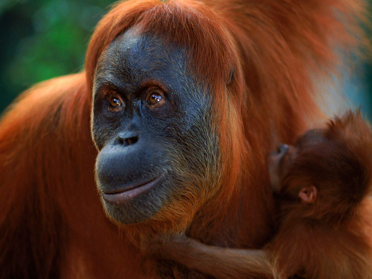 Orang Utan mit Nachwuchs © naturepl.com / Anup Shah / WWF