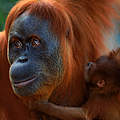 Orang Utan mit Nachwuchs © naturepl.com / Anup Shah / WWF