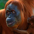 Orang Utan mit Nachwuchs © naturepl.com / Anup Shah / WWF