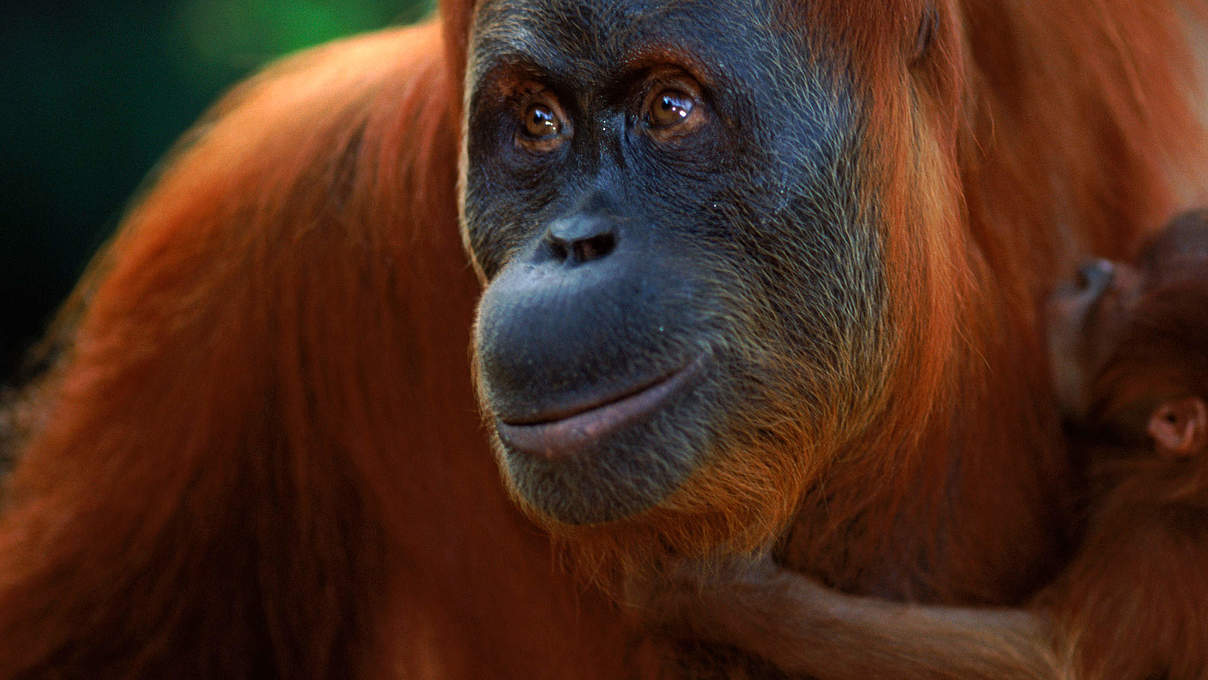 Orang Utan mit Nachwuchs © naturepl.com / Anup Shah / WWF