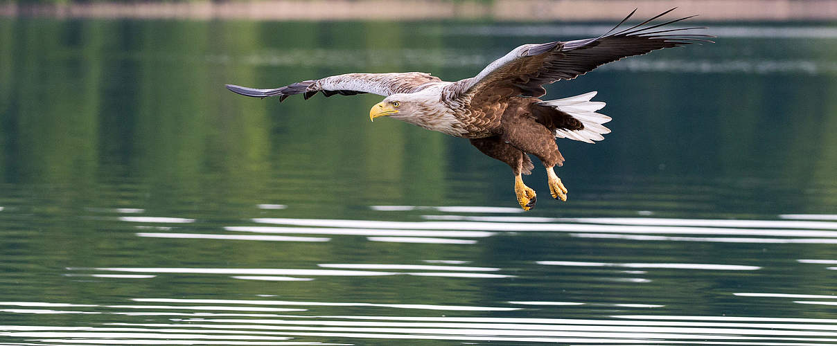 Seeadler Feldberger Seenlandschaft © Ralph Frank / WWF