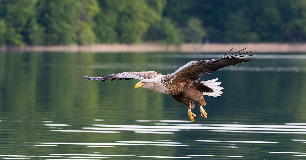 Adler in Gefahr Jetzt mit dem WWF die Könige der Lüfte