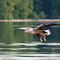 Seeadler Feldberger Seenlandschaft © Ralph Frank / WWF