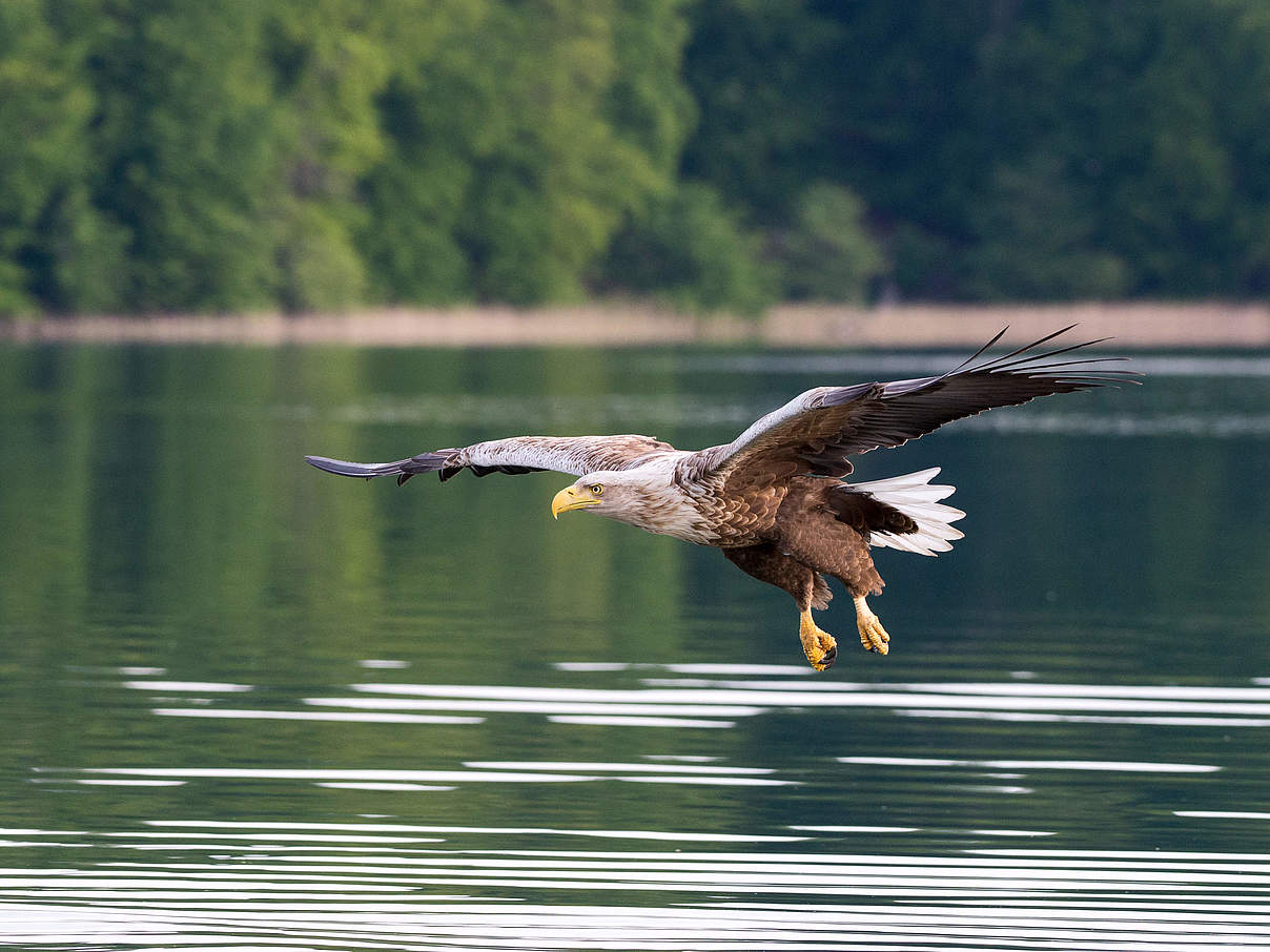 Seeadler Feldberger Seenlandschaft © Ralph Frank / WWF