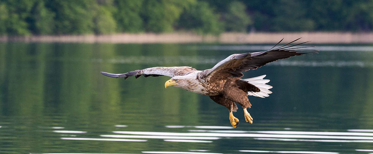 Seeadler Feldberger Seenlandschaft © Ralph Frank / WWF