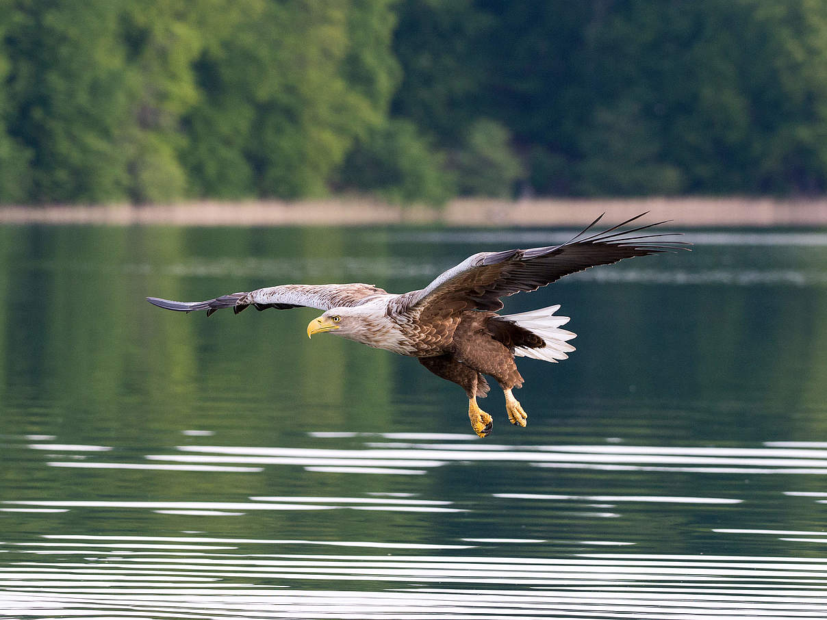 Seeadler Feldberger Seenlandschaft © Ralph Frank / WWF