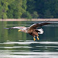 Seeadler Feldberger Seenlandschaft © Ralph Frank / WWF
