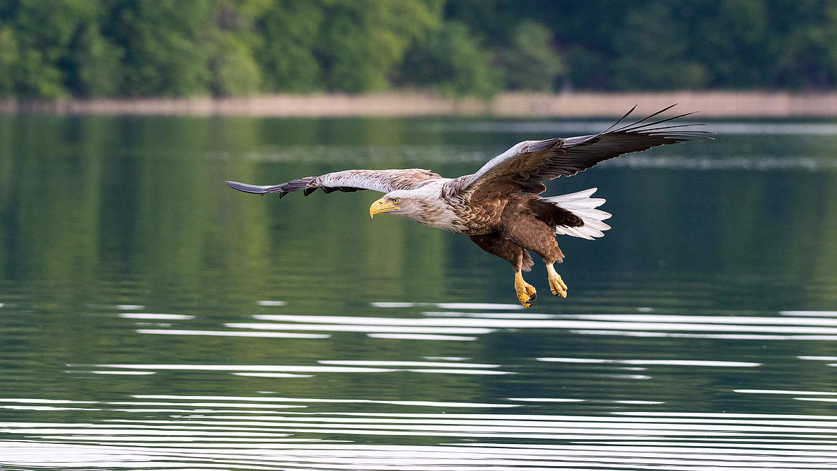 Seeadler Feldberger Seenlandschaft © Ralph Frank / WWF