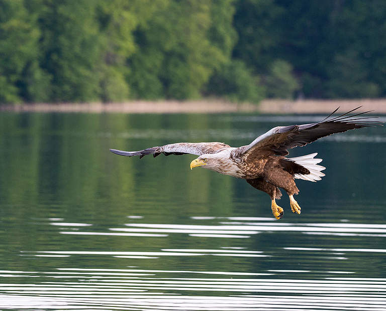 Seeadler Feldberger Seenlandschaft © Ralph Frank / WWF