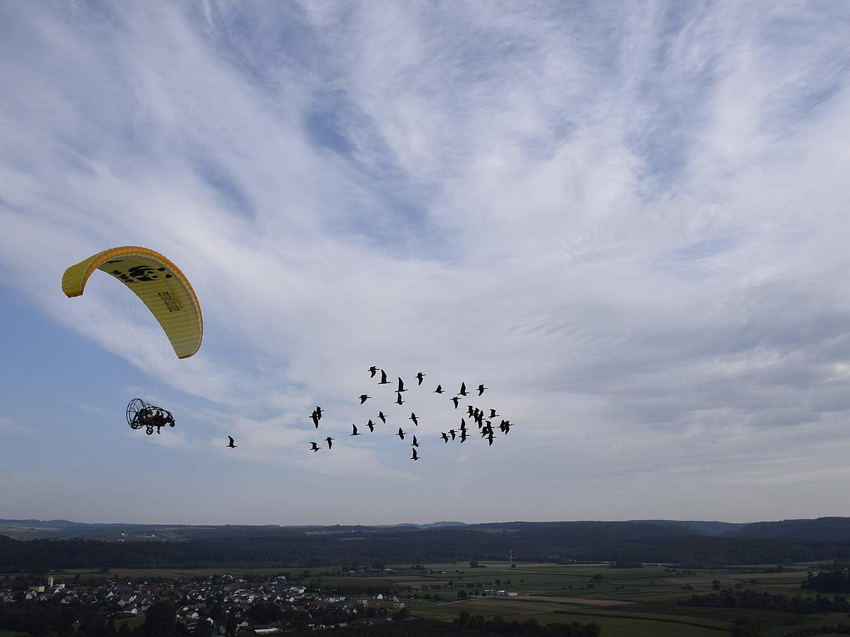 Die Waldrappe beim Flugtraining © Waldrappteam / LIFE Northern Bald Ibis