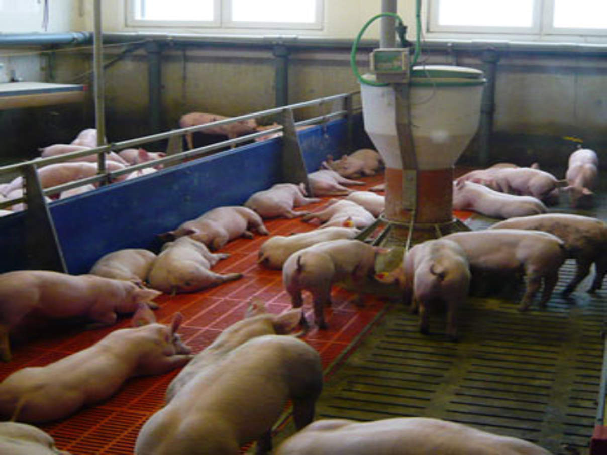 350 mastschweine grossgruppe boxberg c landesanstalt landwirtschaft hessen Konventionelle Schweinehaltung © Landesanstalt Landwirtschaft Hessen