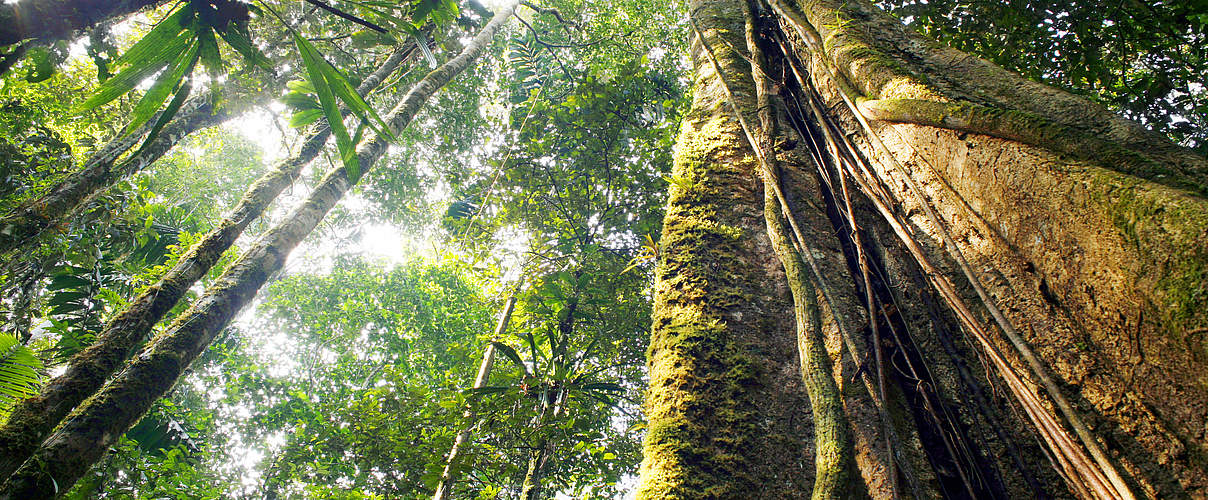 Blick auf die Baumkronen in Ecuador © Shutterstock / Dr Morley Read / WWF-Sweden