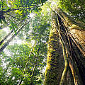 Blick auf die Baumkronen in Ecuador © Shutterstock / Dr Morley Read / WWF-Sweden