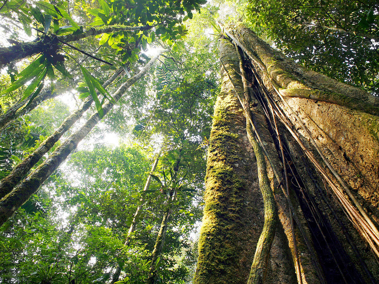 Blick auf die Baumkronen in Ecuador © Shutterstock / Dr Morley Read / WWF-Sweden