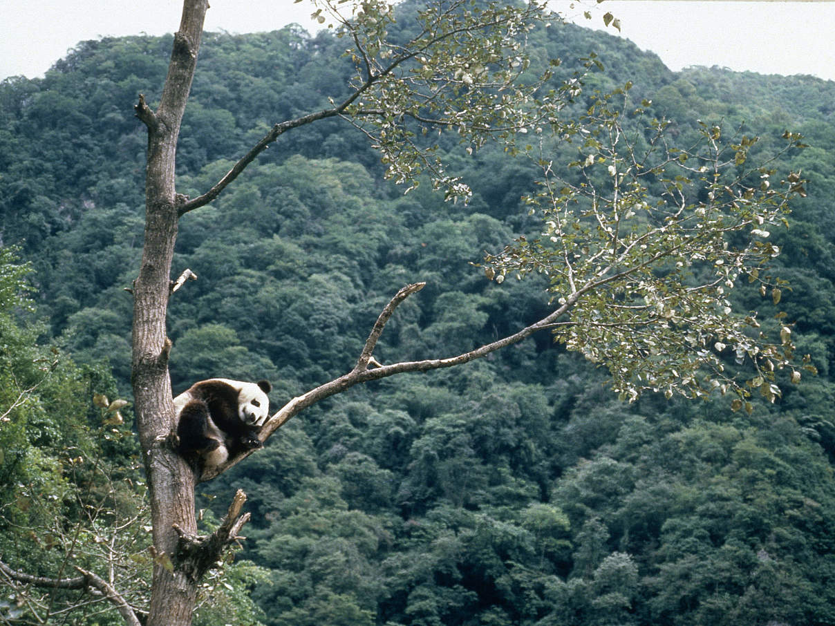Grosser Panda in China © John Mackinnon / WWF