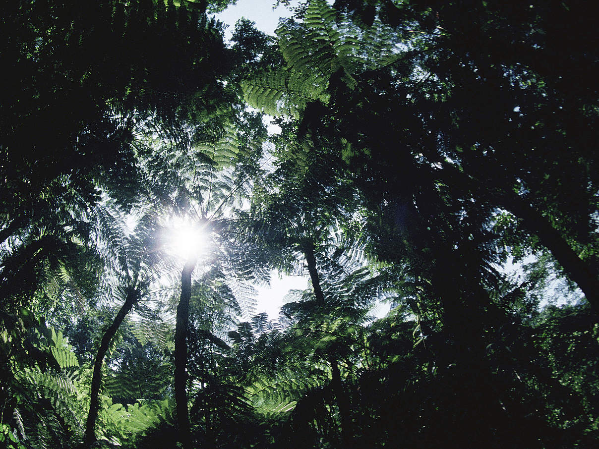 Sonnenschein fällt durch den Regenwald im Kongo © naturepl.com / Jabruson / WWF