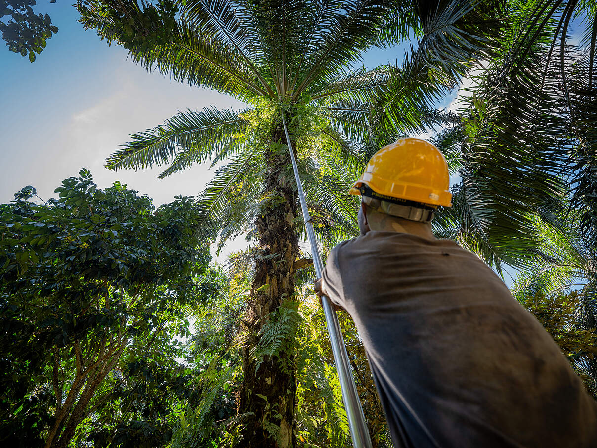 Ein Arbeiter erntet firsche Fruchtstände auf einer Kleinbauernplantage in der Tabin-Landschaft