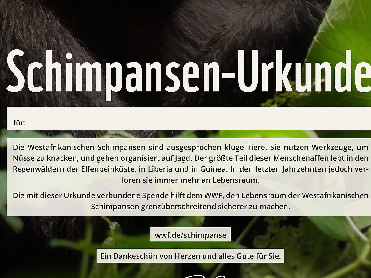 WWF-Urkunde Schimpanse © WWF
