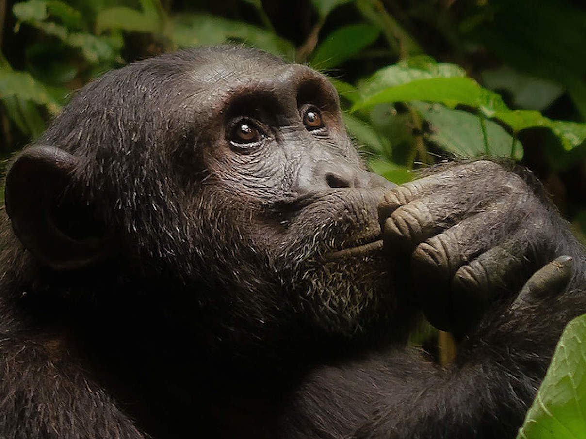 WWF-Urkunde Schimpanse © WWF