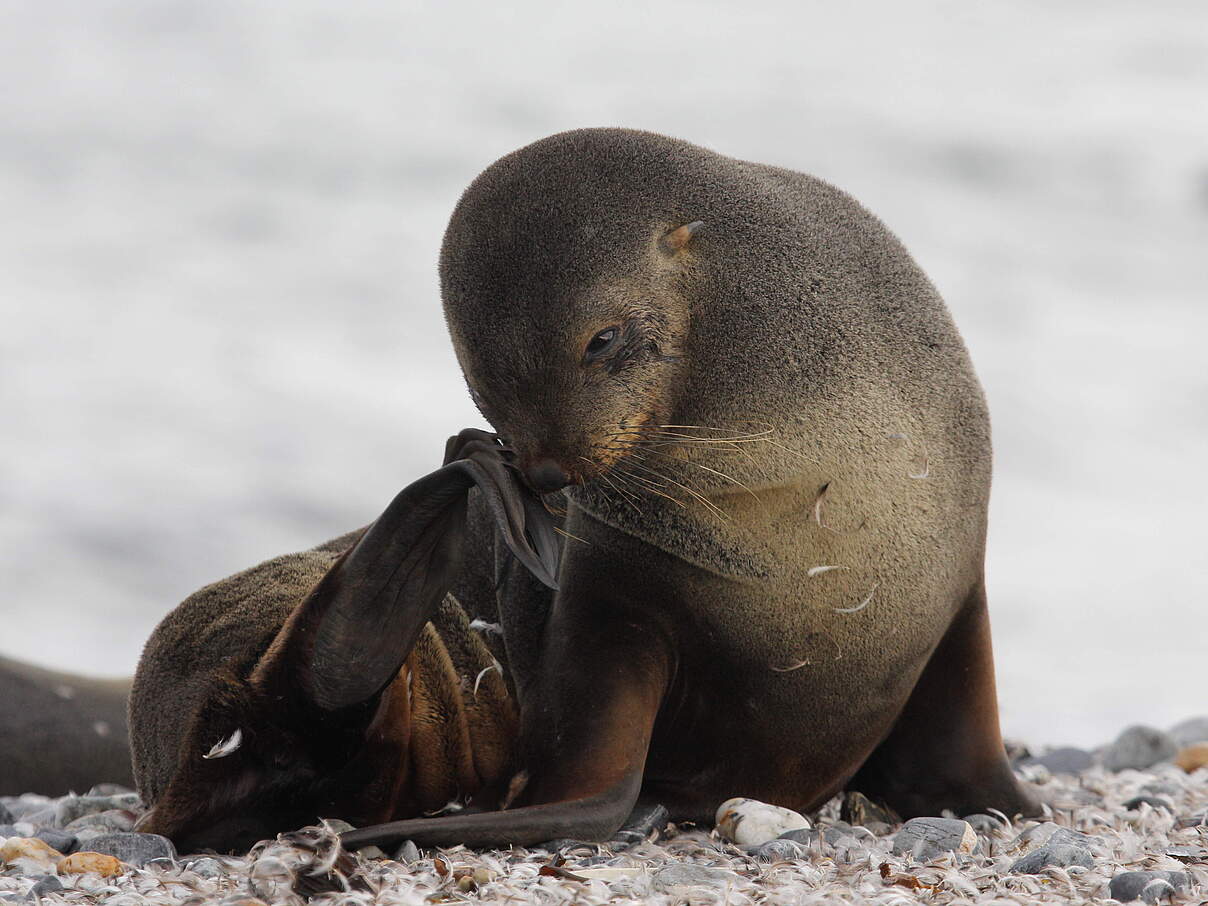 Der antarktische Seebär (Arctocephalus gazella) ist stark gefährdet