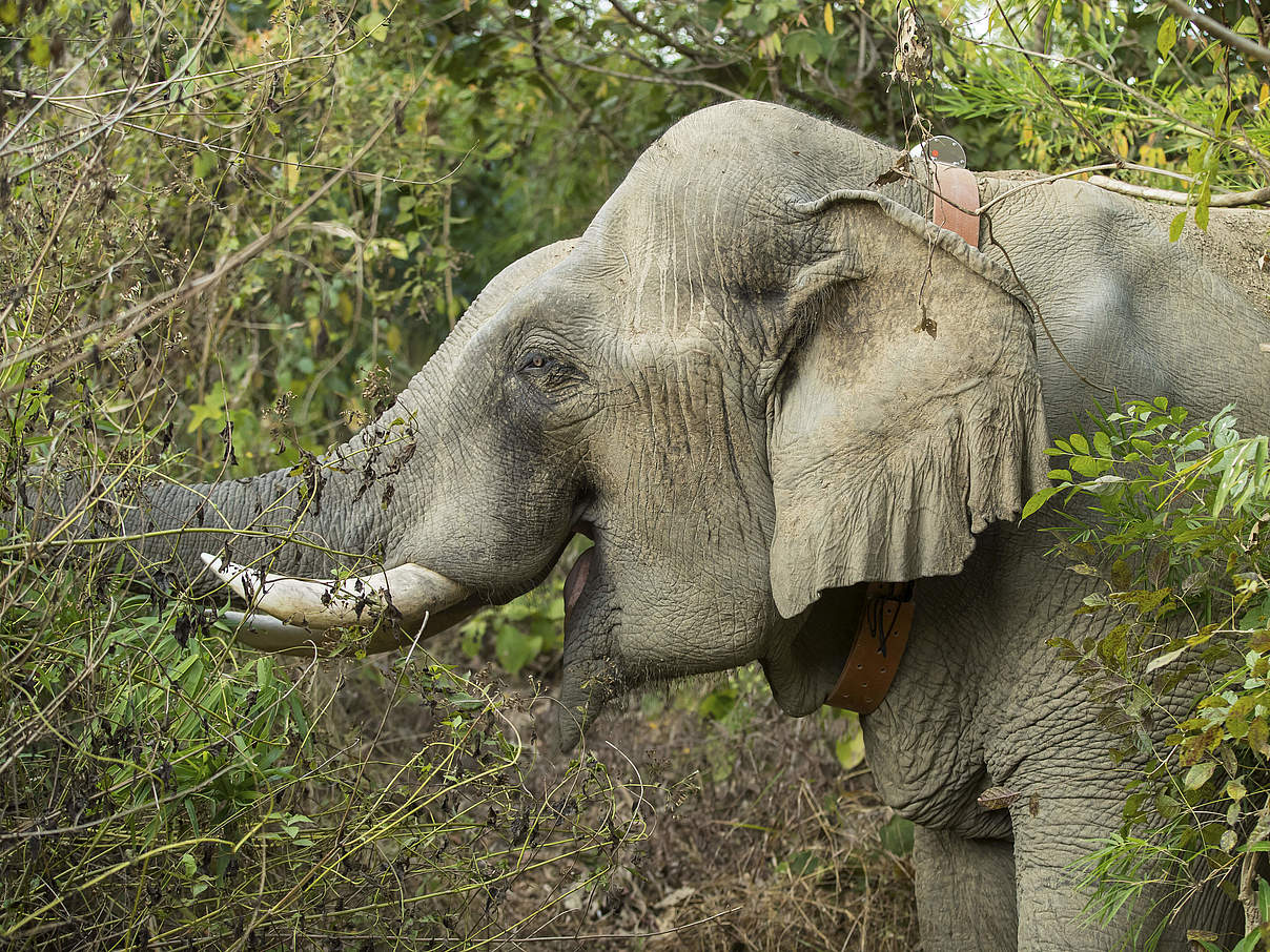 Elefant mit GPS-Halsband © Julia Thiemann / WWF Deutschland
