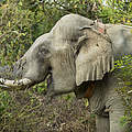 Elefant mit GPS-Halsband © Julia Thiemann / WWF Deutschland