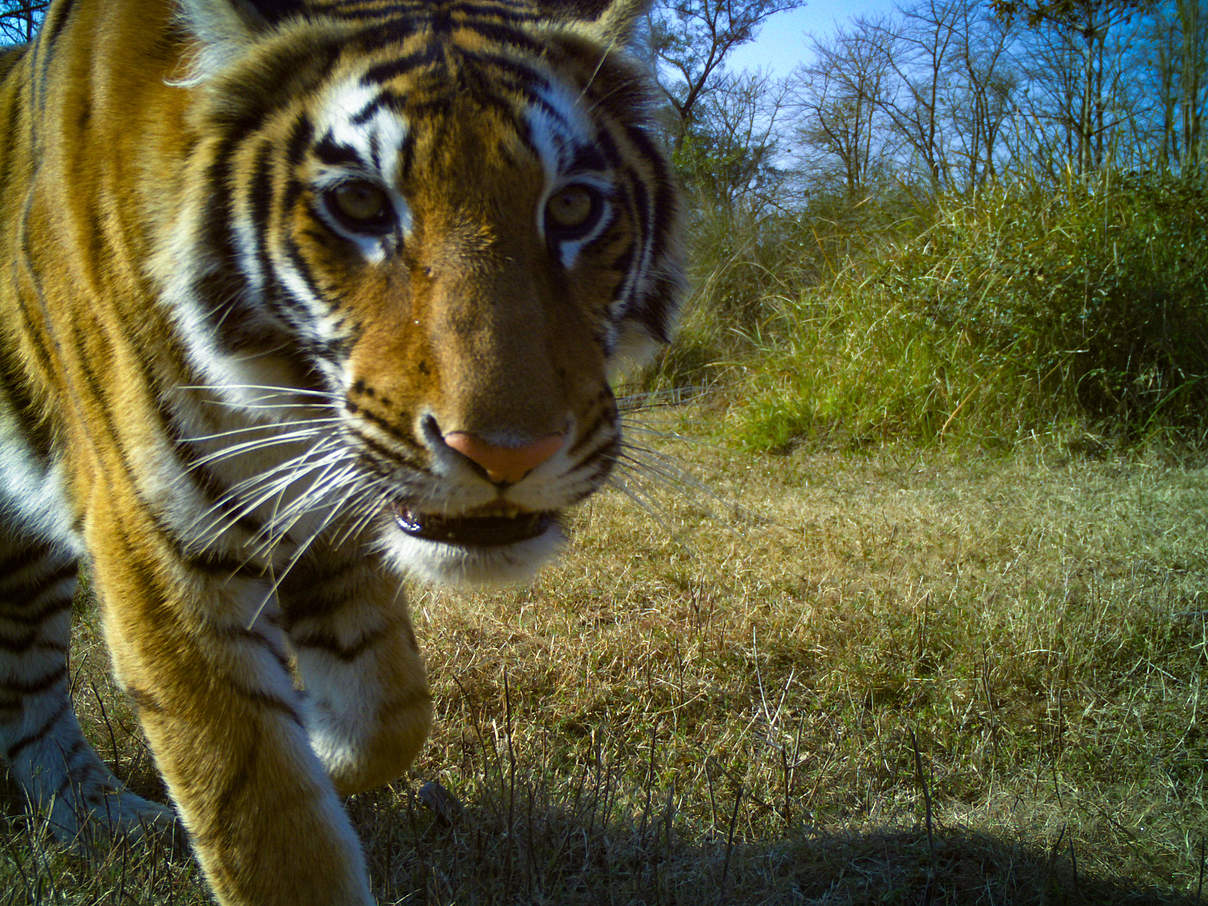 Kamerafallenaufnahme eines Bengal-Tigers im Khata-Gebiet / Nepal © DoFSC / WWF Nepal