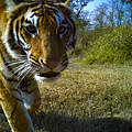 Kamerafallenaufnahme eines Bengal-Tigers im Khata-Gebiet / Nepal © DoFSC / WWF Nepal