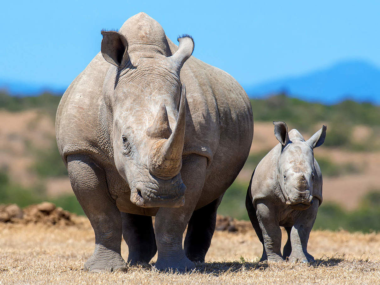 Hintergrundbild zu Ihrer Nashorn-Patenschaft © Shutterstock / Voiodymyr Burdiak / WWF Schweden