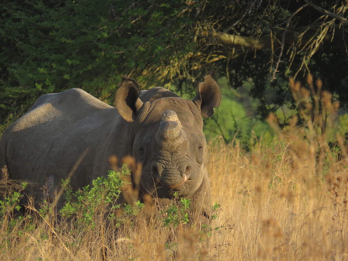 Ndumo, ein Spitzmaulnashorn aus Südafrika.