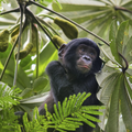 Junger Bonobo im Baum © Karine Aigner / WWF-US