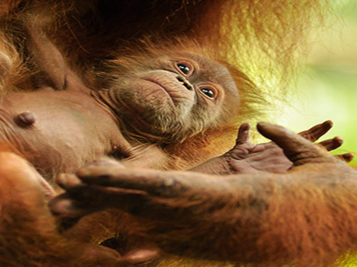 Violet, die stolze Orang Utan Mama hält ihr Baby im Arm © Mira Margaretha/FZS