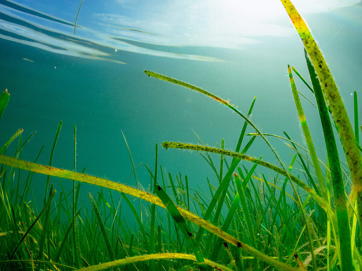 Seegras © Lewis Jefferies / WWF UK Seegras