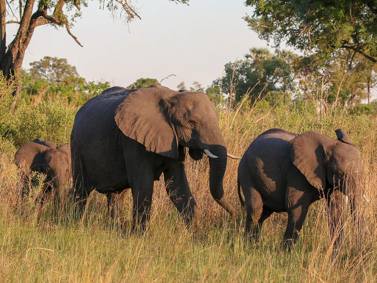Afrikanische Savannenelefanten © Jeff Muller / WWF US