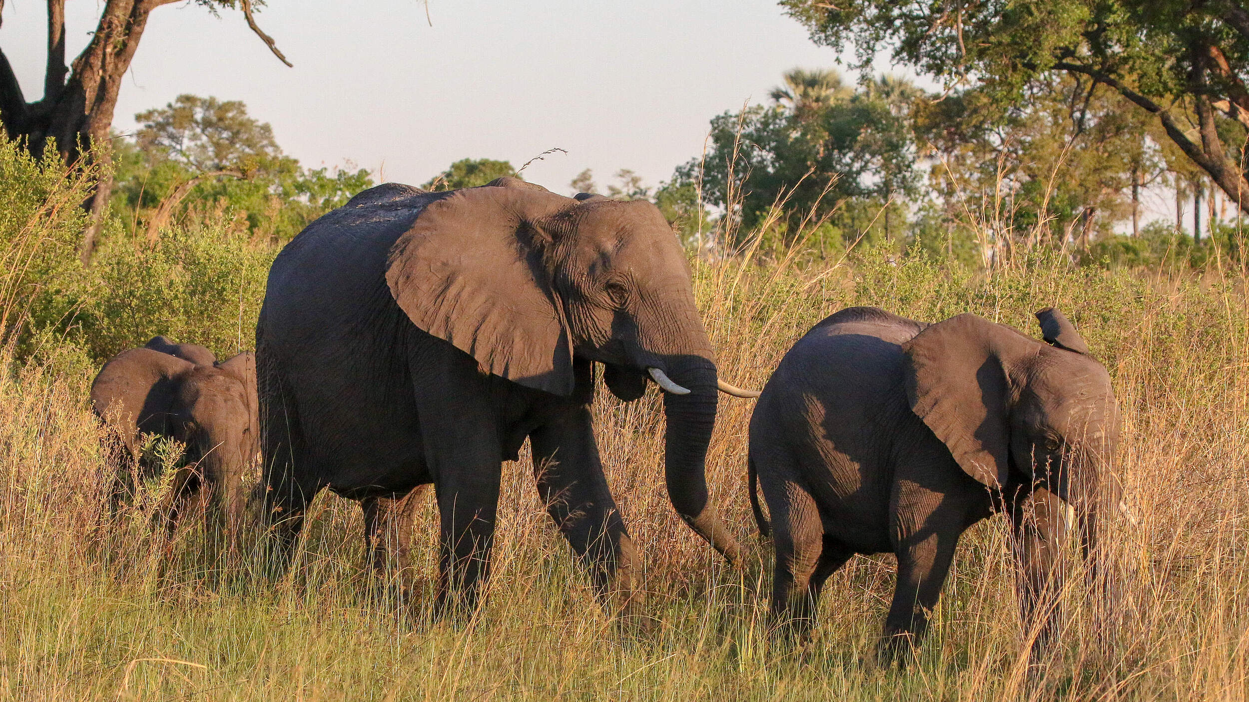 Afrikanische Savannenelefanten © Jeff Muller / WWF US