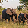 Afrikanische Savannenelefanten © Jeff Muller / WWF US