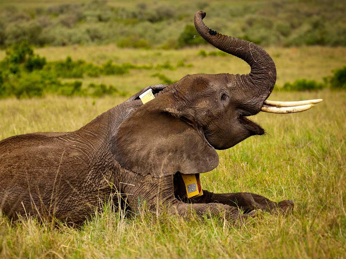 Elefant erwacht aus Narkose © Greg Armfield / WWF UK