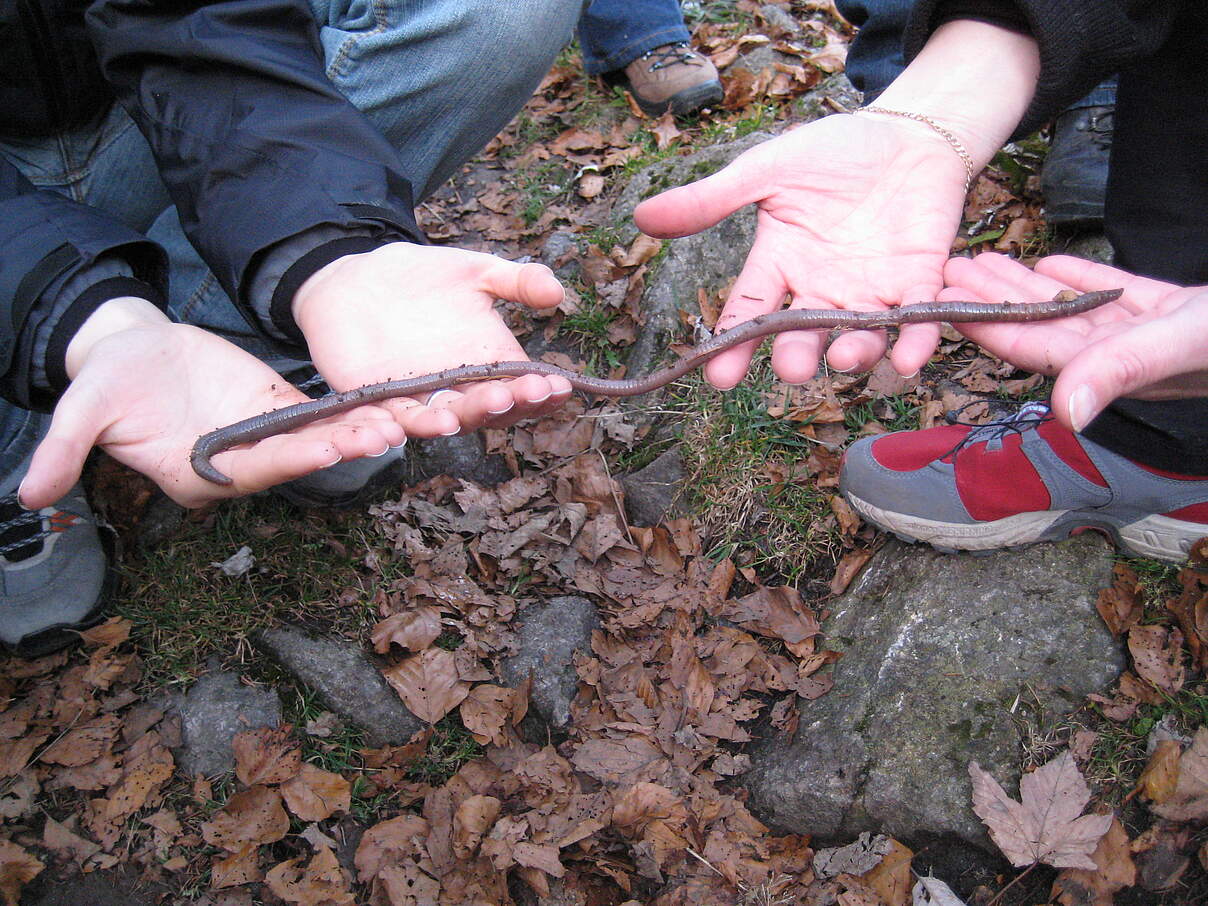 Badischer Riesenregenwurm
