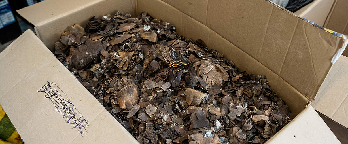 Beschlagnahmte Pangolin-Schuppen © Andy Isaacson / WWF-US